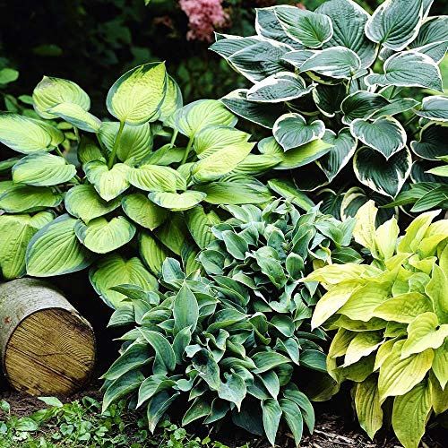 COOTO Garten Funkien Pflanze - Rhizome Mix Hosta 4 Stück – Blumen Deko für Garten und Balkon – Garten Samen – Winterharte Gartenpflanzen für Viele Jahre – Funkien Hosta Plants