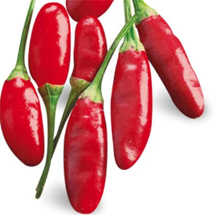 Busta Seme Peperoncino Calabrese Professional Seeds, Mondonatura Srl