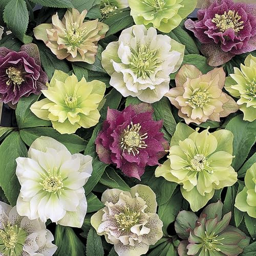 YouGarden Hellebore 'Double Ellen', Set of 10 Mixed Jumbo Plug Plants, Winter and Spring Flowering, Ready to Pot or Plant Out