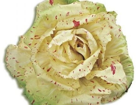 CICORIA VARIEGATA DI CASTELFRANCO NR.300 SEMI