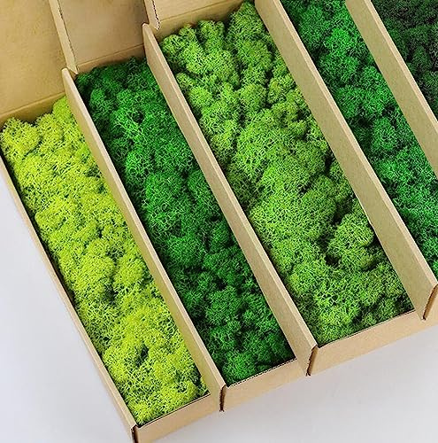 prefleur 5 Color Mix Pack Preserved Reindeer Moss Natural Green DIY Kit Gardenning Art Wall Decor Florist Decor (1 lb)(Green-01 Green-02 Green-03 Green-04 Green-12)