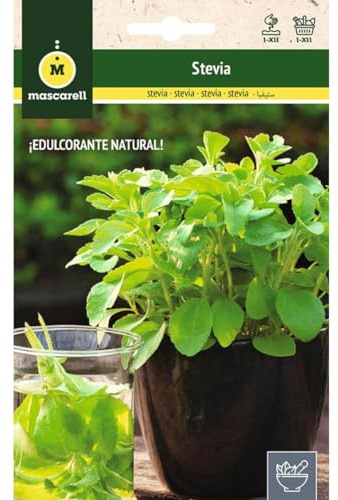 Mascarell Semillas, STEVIA, Semillas de Hierbas Aromáticas para Plantar, Crea tu Propio Huerto en Casa, Contiene 0,05 gr