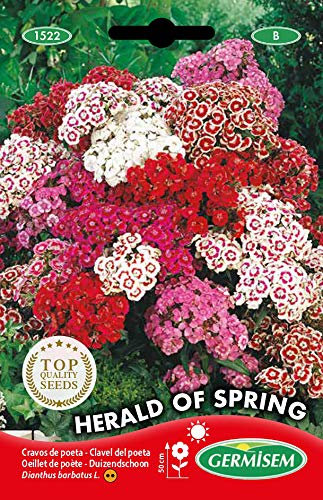 Germisem Bartnelken, mehrfarbig, EC1522