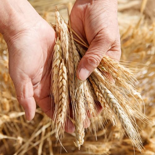 Semillas de trigo orgánicas, semillas de Semilla de trigo, Triticum aestivum, variedades antiguas de jardín de rocas resistentes 50pcs