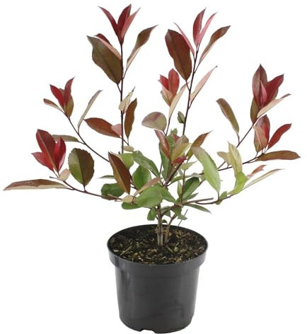 Fotinia Natural Arbusto Mediterráneo de Fácil Mantenimiento para Exteriores