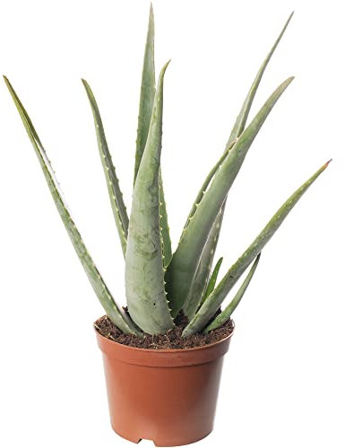 Aloe Vera Large Indoor Exotic House Plant Real Evergreen Tall Plants at Home (50-60cm (Incl. Pot))