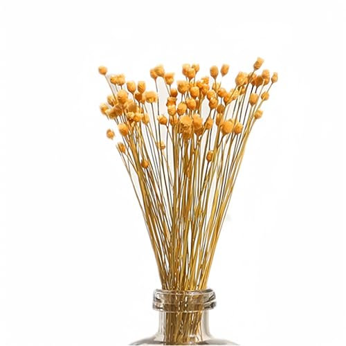 XIZHI 250 tallos de flores secas naturales brasileñas pequeñas StarDaisy decorativas flores secas mini ramo de margaritas de manzanilla para boda, bricolaje, fiesta en casa