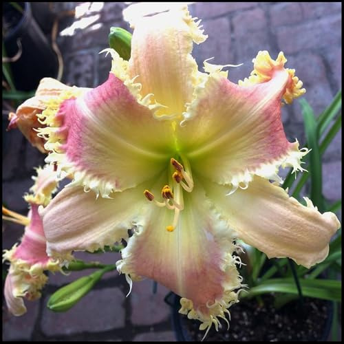 Bulbos de Hemerocallis -Florecen de Forma Continuada -Se Acomodan a Diferentes Suelos -Hemerocallis bulbos -5 Bulbos