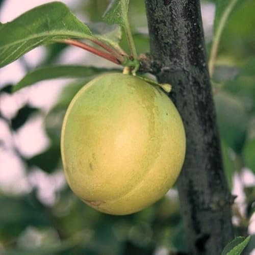 Ontariopflaume Eierpflaume Pflaumenbaum 110-140 cm 10 Liter Unterlage St. Julien A