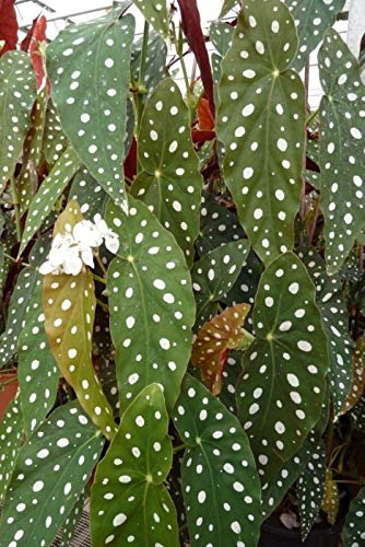 Begonia Glabra `Wightii`