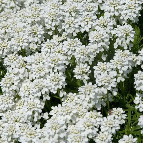 6 x Corbeille d'Argent, Thlaspi 'Schneeflocke' - Iberis Sempervirens 'Schneeflocke' - Godet 9x9cm - Variété à fleurs blanches, floraison printanière, plein soleil à mi-ombre