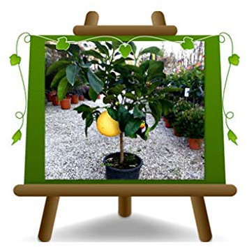 Bergamota de cítricos - Citrus Bergamia - Planta frutal sobre un jarrón de 22 - Árbol máximo 70 cm