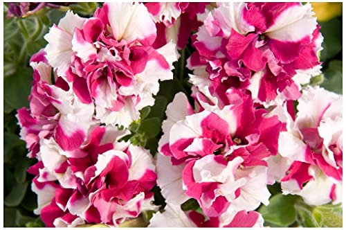 PREMIER SEEDS DIRECT Flower Petunia GRANDIFLORA F1 Double Pirouette Pink 50 PELLETS