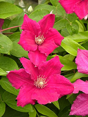 Clématite Ernest Markham C 3 Litres