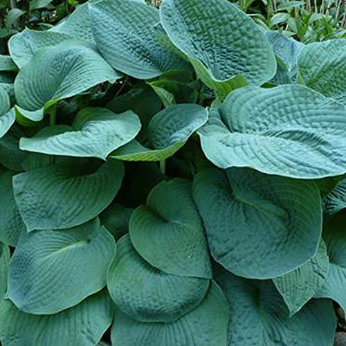 6 x Hosta 'Big Daddy' - Nénuphar, pot Funkia 9 cm x 9 cm - Grandes feuilles bleu-vert