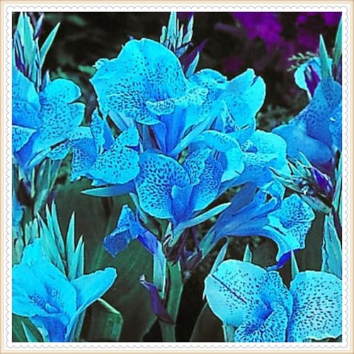 Bulbi gigli di canna: crea uno splendido giardino con questi preferiti perenni - 1 lampadina D