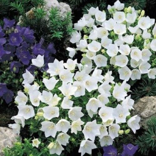 CAMPANULA 'WHITE CLIPS' ~ Campanula Carpatica ~ 25+ semi perenni