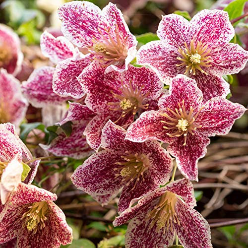 You Garden - 1 x Clematis cirrhosa VAR purpurescens 'Freckles' Evergreen Climber in a 7cm Pot