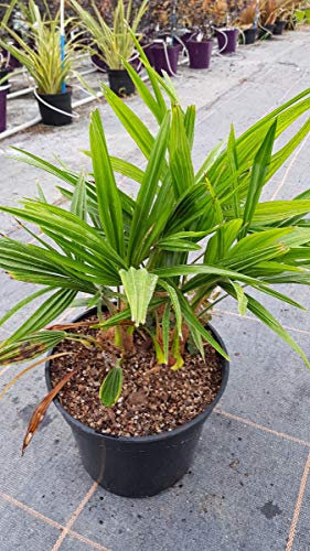 Trachycarpus fortunei/Palmier de Chine/Conteneur de 5 à 6 litres