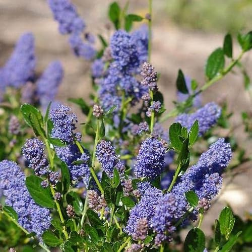 Pianta di CEANOTHUS Lillà della California FIORE BLU cespuglio vaso 17 cm AMDGarden
