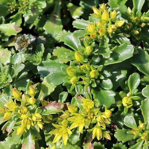 6x Orpin du Kamtschaka 'Weihenstephaner Gold' - Sedum floriferum ‘Weihenstephaner Gold’ - Godet 9x9cm