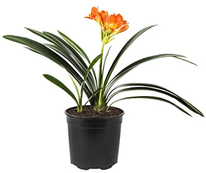 Lirio de Bosque - Magnífica Clivia Natural en Maceta y con Flores Deslumbrantes
