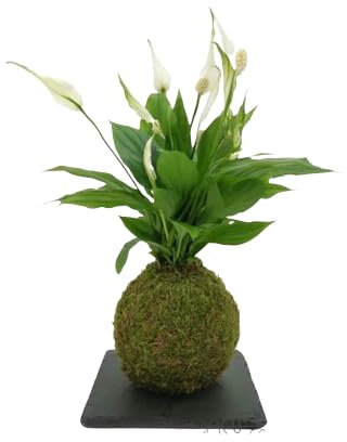 DECOALIVE Kokedama Spathiphyllum - ESPATIFILO - Planta Envuelta en Musgo