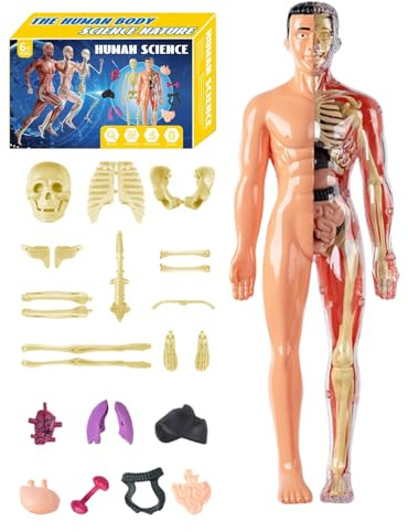 Modelo de anatomía humana 3D - Modelo de estudio educativo, visualización científica detallada, figura de aprendizaje en el aula | Ayuda visual para enseñar a los estudiantes a comprender los órganos