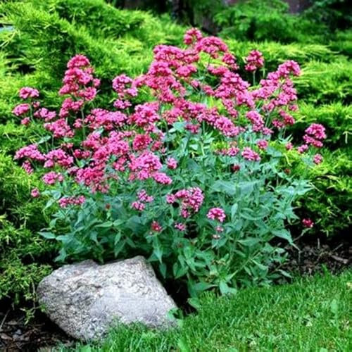 Buy4seeds RED Valerian - 40 Seeds - Centranthus Ruber - Bee Attractive Drought Tolerant