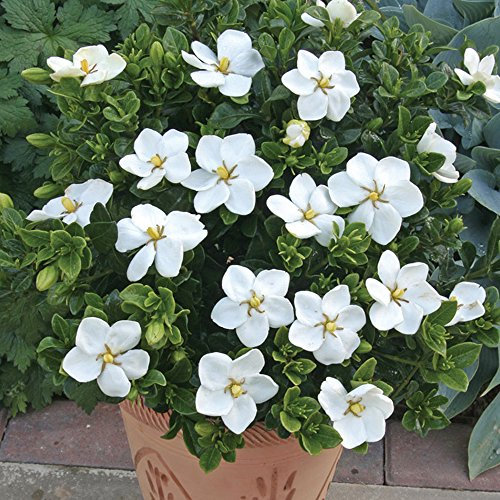 GardenersDream Gardenia jasminoides Kleim's Hardy Evergreen Shrub - Hardy Cape Jasmine Gardenia Plant - Outdoor Garden Ready Flowering Shrub (9cm Pot, 15-25cm)