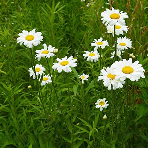 Margeritensamen - hochbeete für garten wildblumensamen wiesenblumen samen kräutersamen blumensaat gartenpflanzen bodendecker winterhart mehrjährig flower seeds Margeritensamen - 300pcs