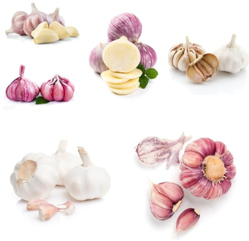 semi di aglio da rare, biologici di aglio invernale, spezie, orto, ombra, giardino in cucina 200pcs
