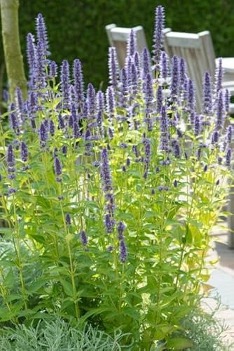 Asiatische Duftnessel Agastache 'Black Adder' – 6 Pflanzen – Staude mit dunkelvioletten Blüten – Ø9cm – Blütezeit Sommer bis Herbst – Bienenfreundlich & pflegeleicht