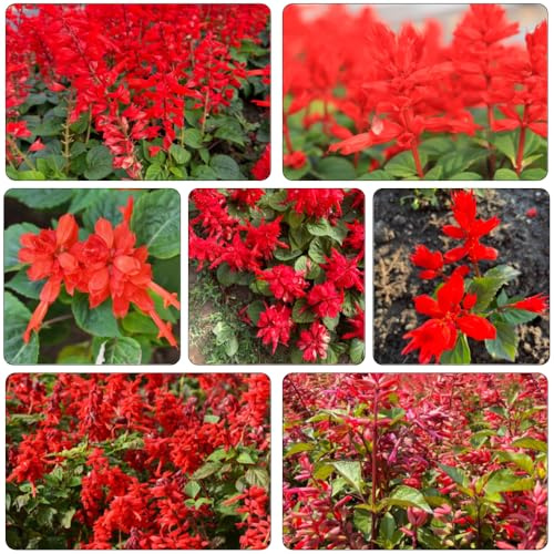 Salvia de fuego - Salvia splendens silvestres semillas de interior semillas silvestres perennes resistentes bonsái interior perennes 50pcs