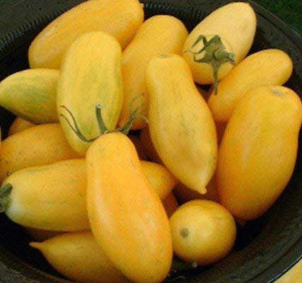 5 pacchetti da 25 gambe semi della banana