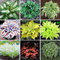 Hosta Plant Seeds 100pcs Mixed