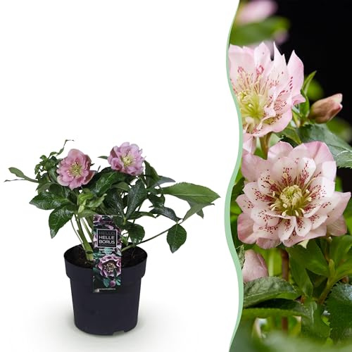 Helleborus orientalis Double Ellen Pink - Rosa blomma -1 växt - vintergrön - 25-35cm - Ø14cm - Trädgårdsväxt