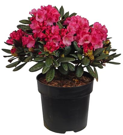 Rhododendron 'Wine and Roses', immergrün, Gartenpflanze, Laubstrauch, pflegeleicht, Blütenstrauch, dunkelrote Blüten, winterhart