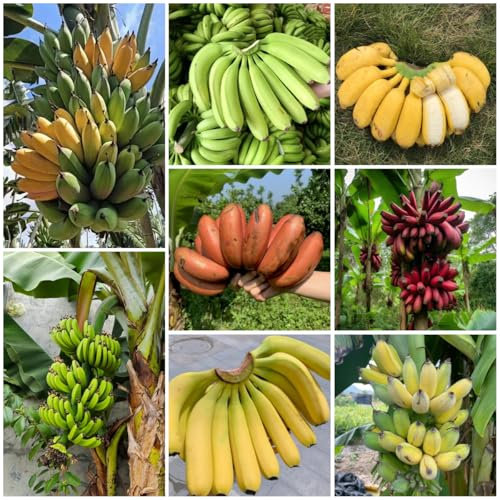 150 pcs bananenbaum winterhart samen bonsai baum echt rankpflanzen winterhart bananen samen - Musa Basjoo - bonsai baum bio saatgut säulenobst winterhart garten geschenke für frauen