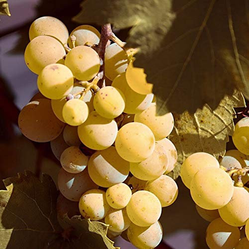 Weintraube Solaris gelbe Keltertraube süße Traube veredelte Weinrebe 3 Liter Topfballen