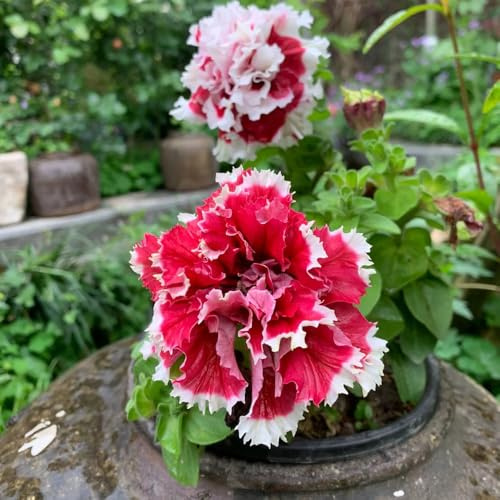 semi di petunia perenni, giardino resistenti 450pcs