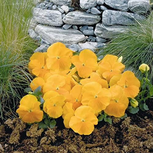 Goldgelb Viola del pensiero Viola Wittrockiana 250 grani di pensiero biennale