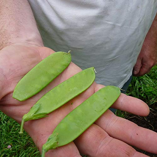 Benoon Semillas De Frijoles Holandeses, 100 Piezas/Bolsa Semillas De Frijoles Holandeses Semillas De Guisantes Dulces De Azúcar Para Jardín Semillas de frijol holandés
