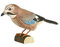 WILDLIFEGARDEN Wildlife Garden WG4463 DecoBird Eichelhäher - Handgeschnitzter Dekorative Vogel aus Holz - Große Europäische Vögel