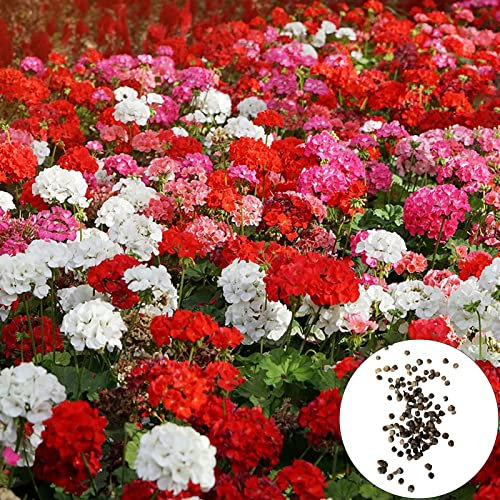 200 Stücke Geraniensamen Duftende Fantastische Mischungsfarben Landschaftsgestaltung Blumensamen für Zuhause Geraniensamen