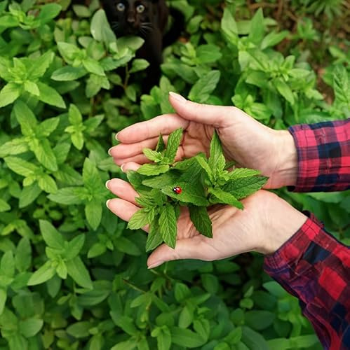 Semillas de Hierbabuena PREMIUM para Cultivar Planta Aromática Comestible