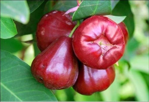 9EzTropical - Wax Apple Tropical Fruit Tree - 2 Feet Tall - Ship in 1 Gal Pot