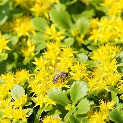 6x Orpin du Kamtschaka – Sedum kamtschaticum – Godet 9x9cm | Feuillage décoratif, fleurs jaunes