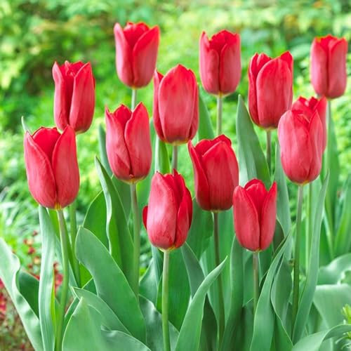 Bulbes de tulipes Single Red Passion (25 pièces) tulipes rouges exclusives de Hollande, résistantes au froid et vivaces pour le jardin, les pots, le balcon d'Amsterdam (gros bulbes, pas de graines)