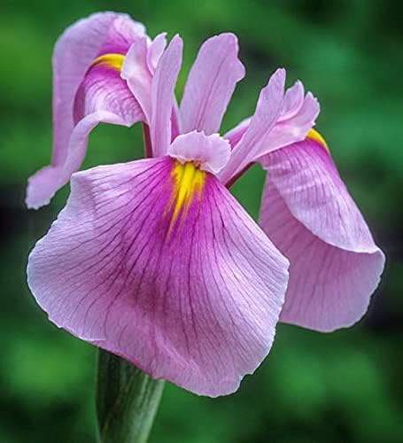 Rizoma di iris&resistenti al freddo e alla siccità,adatte per la decorazione di giardini e balconi/adatte come regali per le feste-4bulbi-e